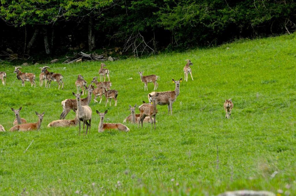 Agriturismo Il Passeggere Villa Bruscoli ภายนอก รูปภาพ